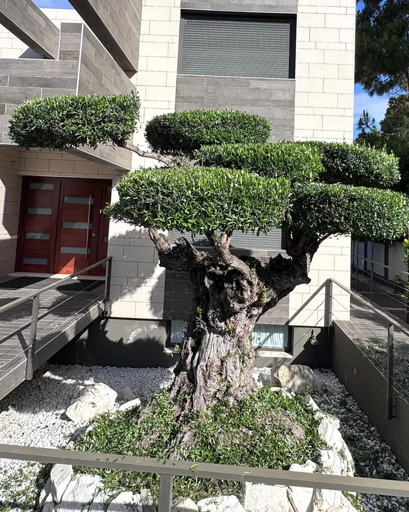 Olivo después de la poda de topiaria en un chalet de Vistahermosa
