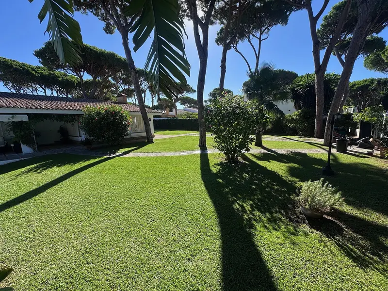 Jardín con pinos piñoneros, palmera y césped en un chalet de Vistahermosa