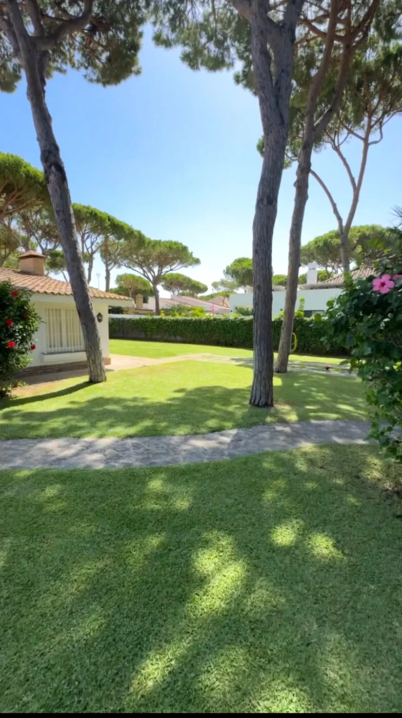 Jardín entre pinos piñoneros con césped y camino de piedra en El Puerto