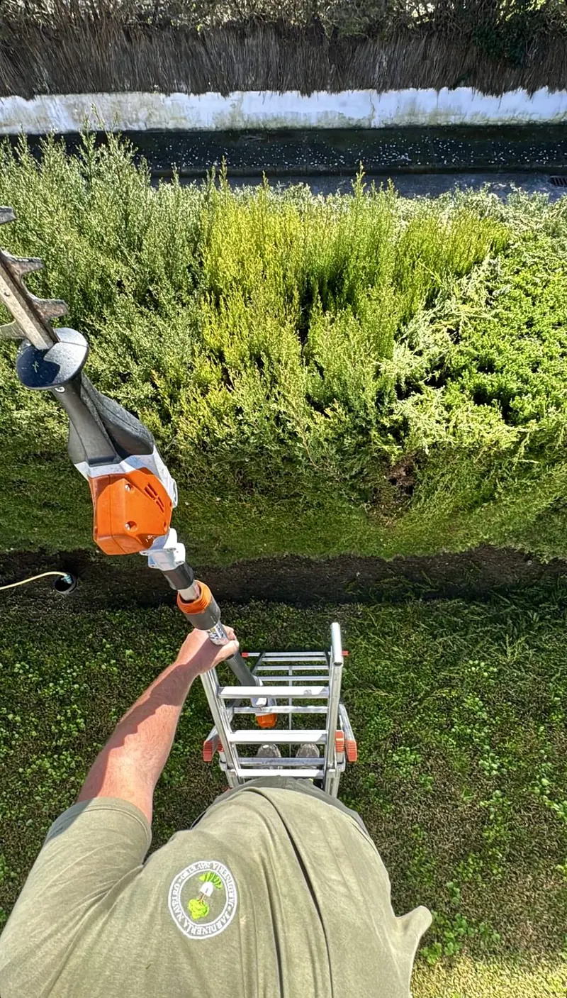Recortasetos trabajando sobre un seto desde la escalera