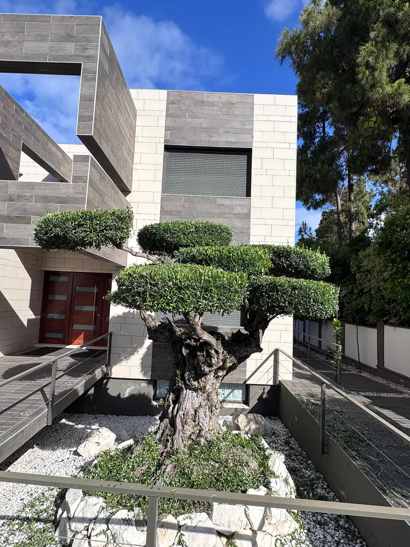 Olivo podado en nube delante de un chalet moderno de Vistahermosa