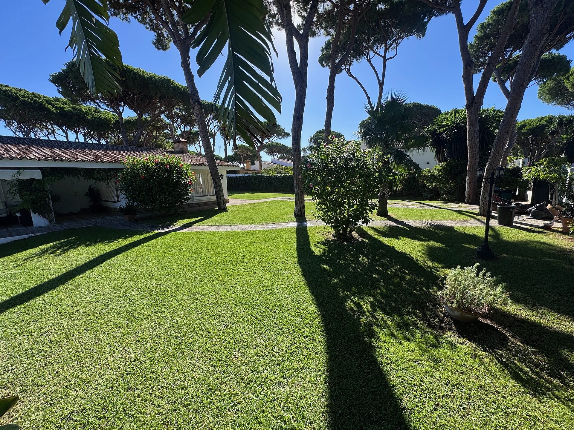 Jardín real cuidado por Jardinería Naveiro: césped, setos y pinos piñoneros en un chalet de Vistahermosa, El Puerto de Santa María